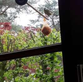 Portfolio of Sol Song