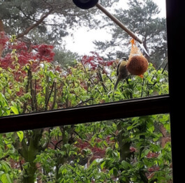 Portfolio of Sol Song