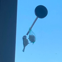 Portfolio of Sol Song